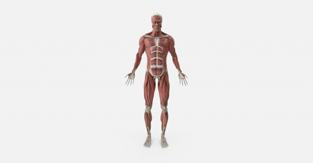Muskuloskeletálny systém: jeho funkcie a ochorenia