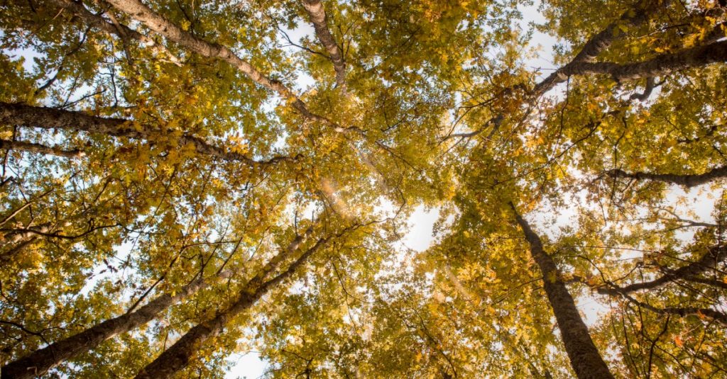 UNESCO rozšírilo územie bukových pralesov v SR na zozname svetového dedičstva