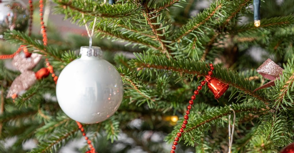 Viete, kam patrí živý stromček po Vianociach?