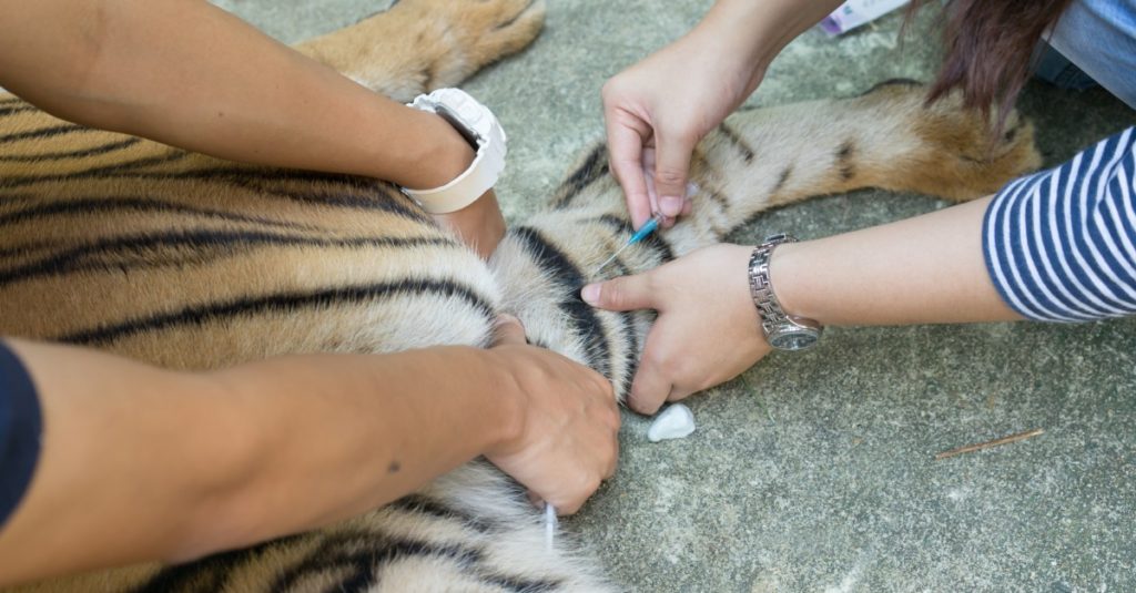 V čilskej zoo zaočkovali proti koronavírusu už desať zvierat